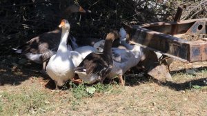 Делаем печку из ведра