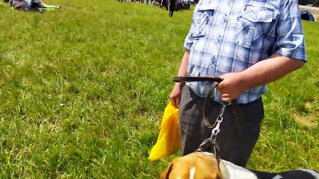 21 республиканская выставка/Беларусь/выжлец Трубач Шклеревского М.М. смотреть онлайн