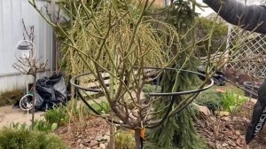 Опоры для штамбовых роз