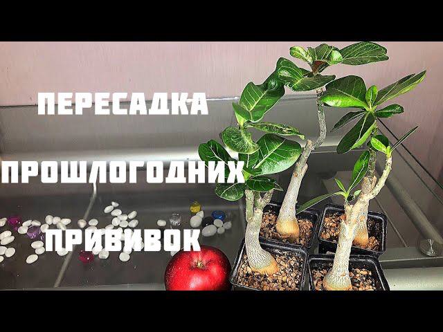 Адениум. Пересадка прошлогодних прививок смотреть онлайн