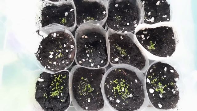 НЕ ПРОПУСТИТЕ!!!ВАЖНО!!!ВСХОДЫ ОБРИЕТЫ И ЛОБЕЛИИ!!! ОБЯЗАТЕЛЬНЫЕ МЕРОПРИЯТИЯ!!! смотреть онлайн