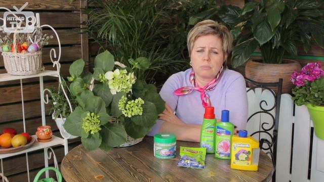 Гортензия черешковая посадка и уход ✅ Сад огород с HitsadTV