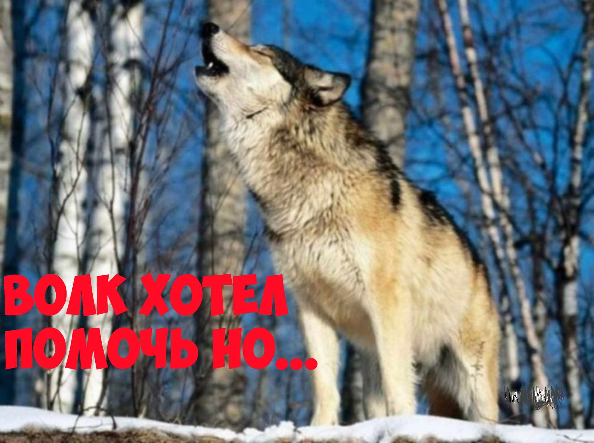 Интересная история, волк попытался помочь но... смотреть онлайн