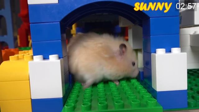 Hamster A-MAZE-ING LEGO Obstacle Course смотреть онлайн