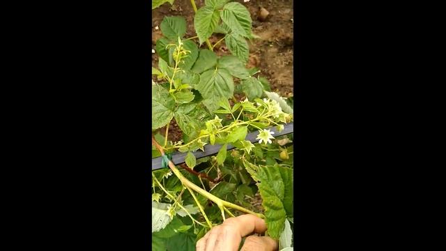 Малина Маравилла. Есть на что посмотреть. смотреть онлайн