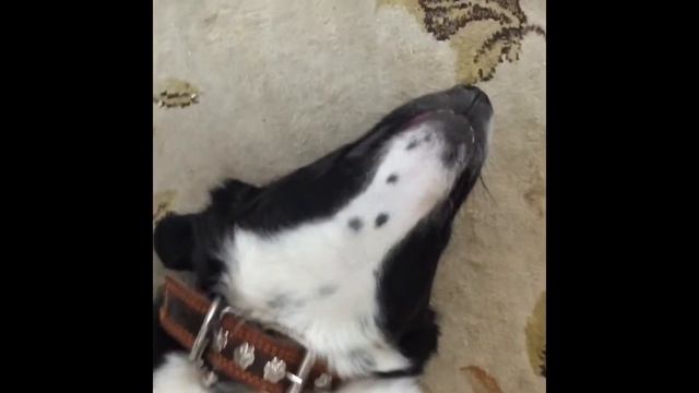 Как ты красива сегодня -собака балдеет смотреть онлайн