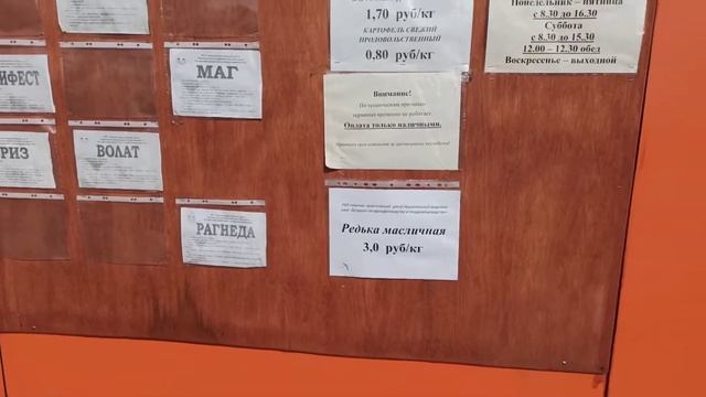 #картофель #самохваловичи #беларусь Поехали покупать новые сорта картофеля. смотреть онлайн