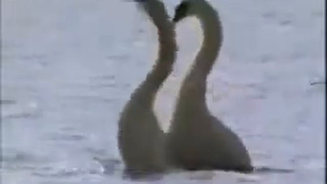 Лебединая любовь. смотреть онлайн