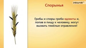 Грибы паразиты | Биология 6 класс #10 | Инфоурок