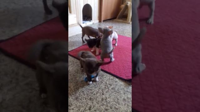 upload video 1533200167420 смотреть онлайн