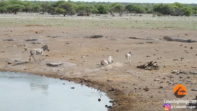 Zebra Tries to Kill Foal While Mother Fights Back смотреть онлайн