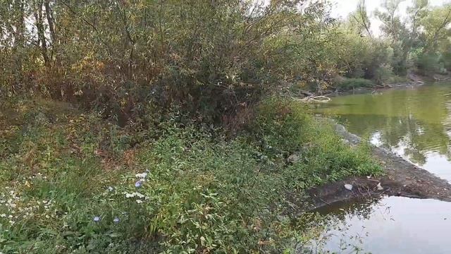 Скоро осень. #природароссии #сасово смотреть онлайн