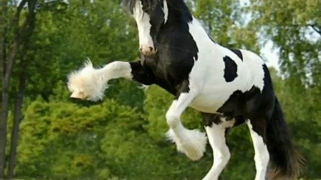 Порода лошади Клейдесдаль смотреть онлайн