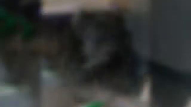 Кане корсо смотреть онлайн