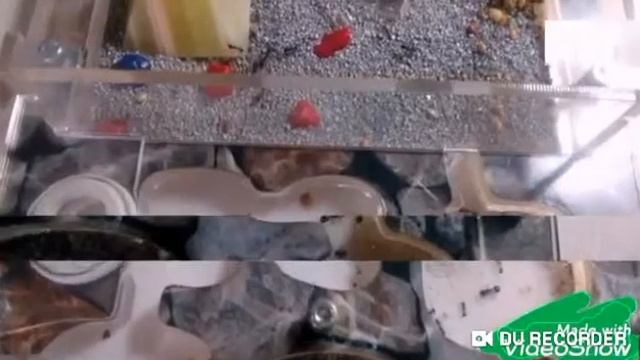 Зачем заводить муравьев?! Муравьи как домашние животные! Киперблог. Выпуск 1. смотреть онлайн