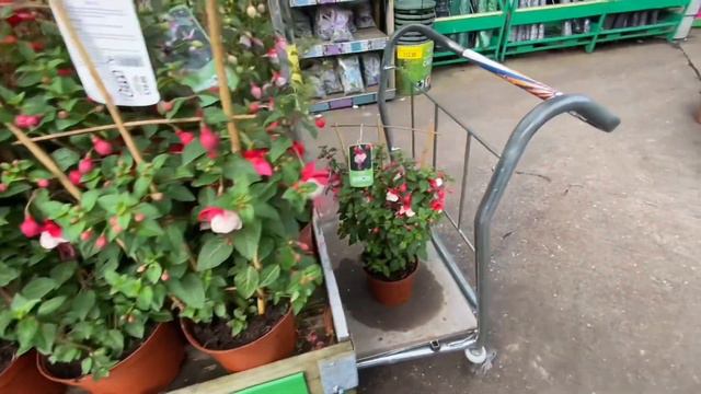 Fruits Plants to Grow in UK Garden || What’s New at B&M In May 2023 смотреть онлайн