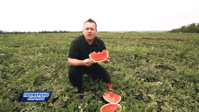 Пробуем ранние арбузы прямо с грядки. Проверено лично! смотреть онлайн