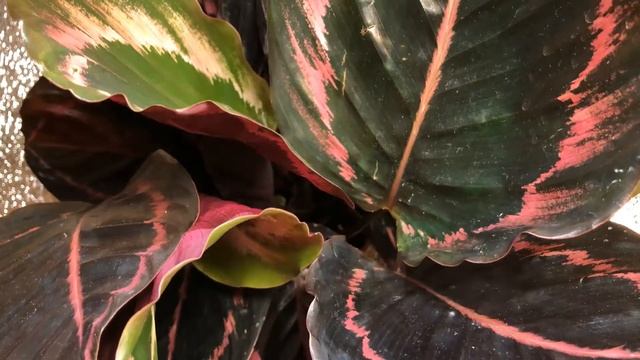 The secret life of a house plant | Calathea roseopicta | time lapse смотреть онлайн