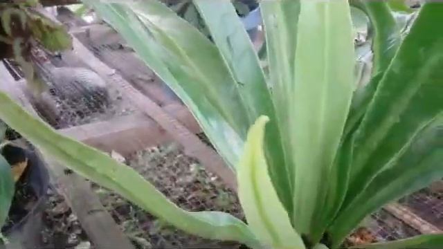 Asplenium Nidus (Bird's Nest Fern) смотреть онлайн