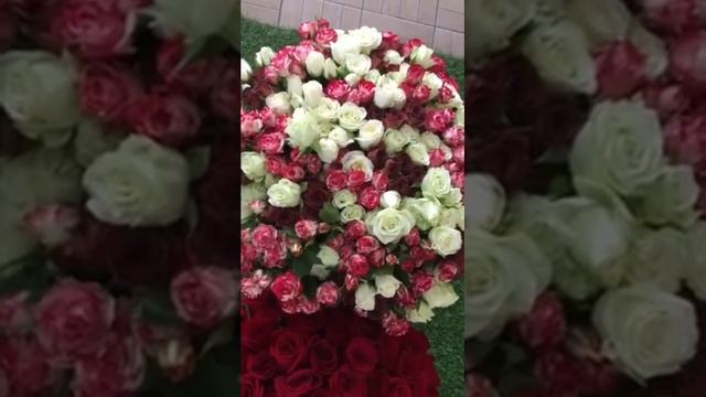 Сравнение 51 Кустовой розы и 51 Розы Эквадор 40 см смотреть онлайн