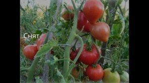 Обзор сорта помидора томата "АБАКАНСКИЙ РОЗОВЫЙ"  (характеристики, свойства, фото)