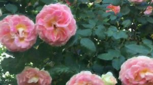 Cesar ( Цезарь) плетистая роза для южных садов// Обильное цветение розы в саду.