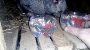 Эксперимент с "молочной кислотой" для КРОЛИКОВ!!!