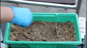 прорастить огурцы в опилках Хороший результат! Удобный и урожайный способ.