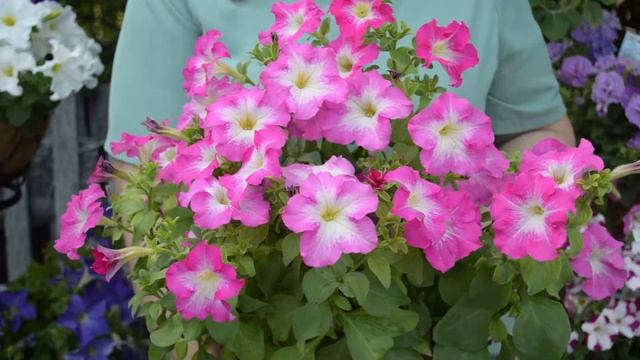 Лучшие сорта петуний с фото и названиями. Все проверено лично! смотреть онлайн