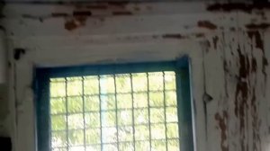 Обзор моей голубятни и голубей