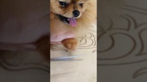 подстригаем коготки шпицу правильно