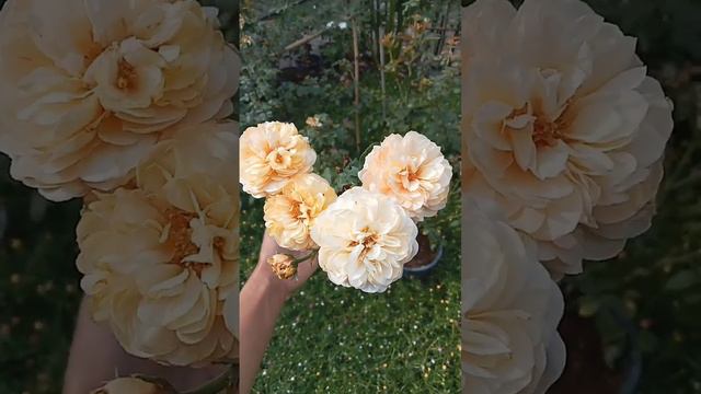 Alexandrine rose #rose #roselovers #flowers #plants смотреть онлайн