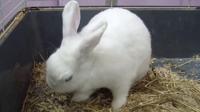 Декоративный кролик смотреть онлайн