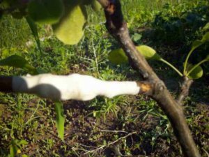 На что привить ГРУШУ. Создаем семейное дерево.