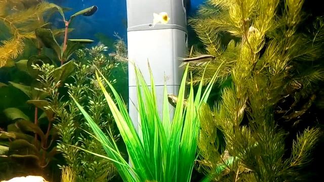 Сиамский водорослеед ест нитчатку-siamese algae eater(SAE) eats algae thread смотреть онлайн