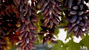 Виноград Ведьмины пальцы( Witch Fingers,Tear Drops, Funny finger, Хеллоуин виноград, Хэллоуин))