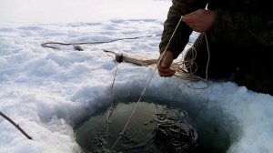 Окуня атаковали перемет