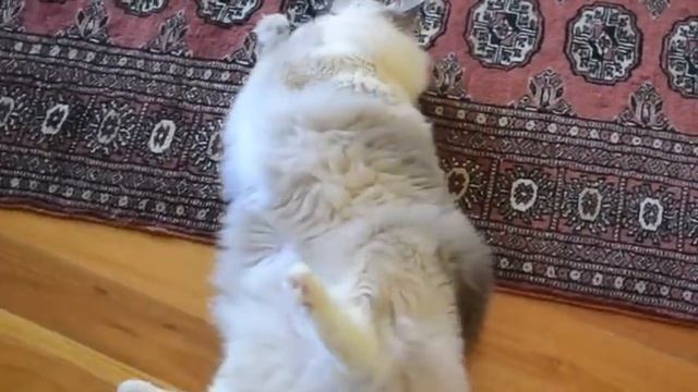 The Blue-mitted Ragdoll, Aichan loves his little mouse toy смотреть онлайн