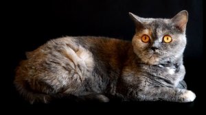 [Таймкоды] 720Плейлист2.mp4