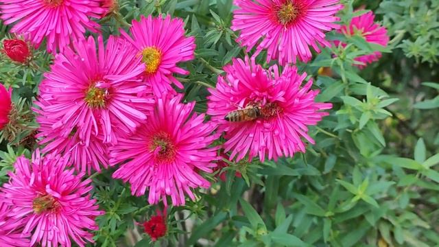 WOW!!!! DAYS LUST SUNNY WOW!!!! природы великолепие #Nashvi #nature #youtube смотреть онлайн