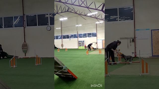 Тренировка по аджилити для тайских риджбеков. смотреть онлайн