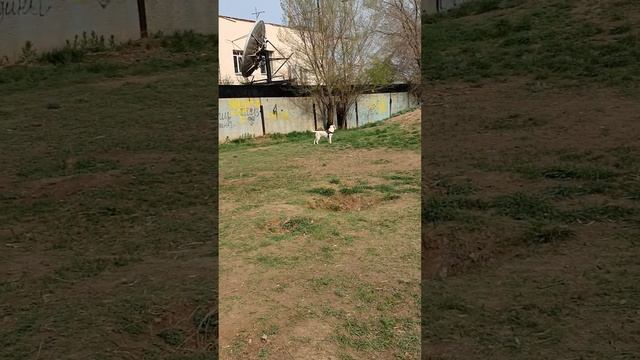 ГДЕ ПТИЧКИ ? смотреть онлайн