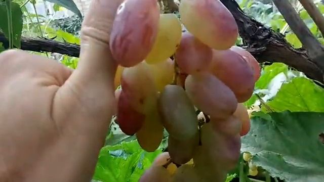 Виноград Преображение смотреть онлайн
