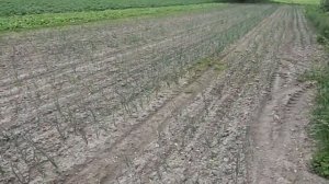 Гербицидная обработка лука "акзифором"