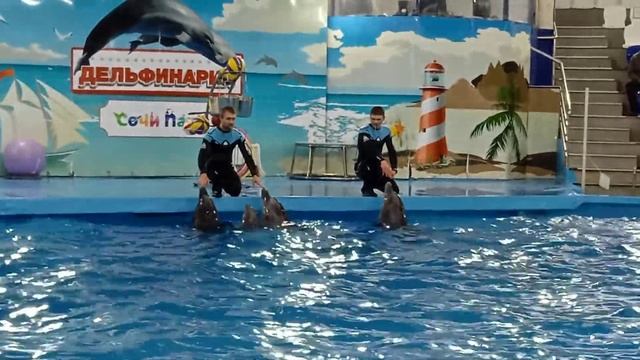 Дельфинарий в Сочи Парк /Адлер смотреть онлайн
