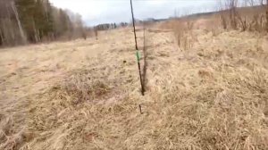 Ловля певчих птиц. Птицы Урала. Чижи, реполовы, овсянки.