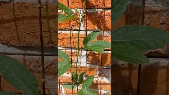 Маракуйя северная, первые бутоны май 2021 г. #shorts