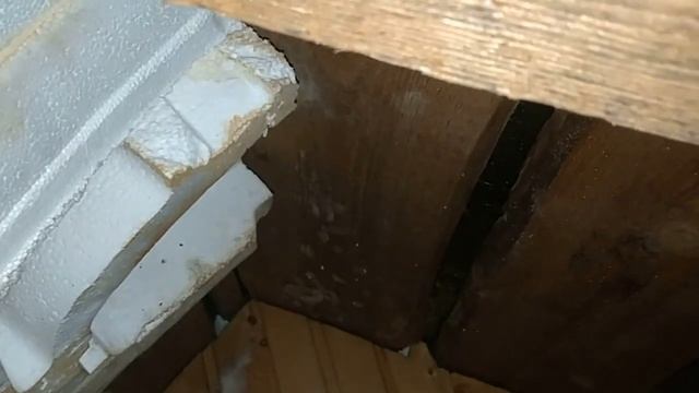 Летучие мыши на чердаке смотреть онлайн