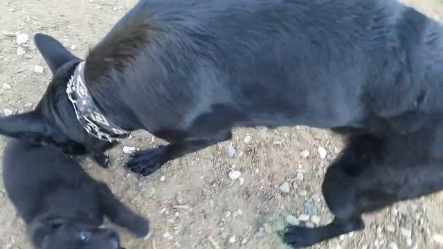 Last walk with mommy puppies 8 weeks смотреть онлайн