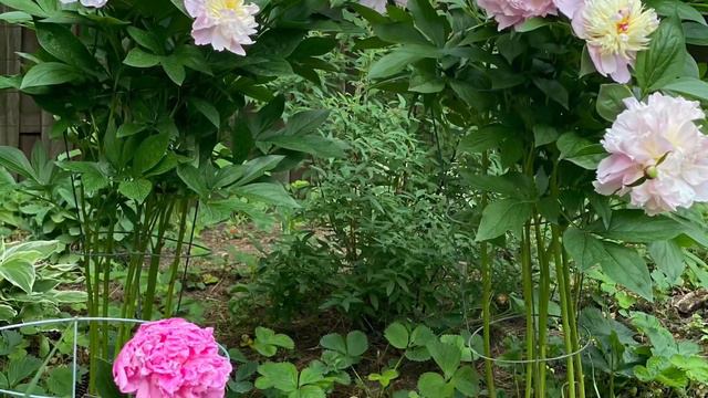 Peony： Princess margaret 玛格丽特公主，Festiva Maxima 美人抓破脸，KoninginWilhelmina ，弗莱明 Alexander Fleming смотреть онлайн